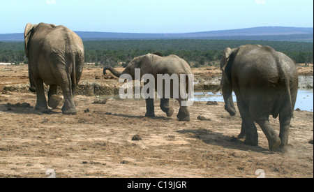 GREY afrikanischen Elefanten ADDO NATIONAL PARK-Südafrika 3. Februar 2011 Stockfoto