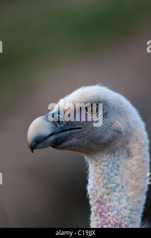 Griffon Vulture abgeschottet Fulvus Katalanische Pyrenäen Spanien winter Stockfoto