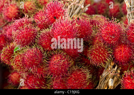 Rambutan Früchte stehen in tropischen Land Stockfoto