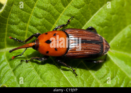 Nahaufnahme einer red Palm Weevil Insekt auf ein Blatt. Stockfoto