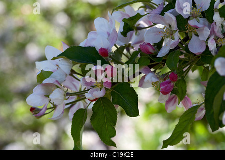 Goldener Apfel Blume. LLeida, Spanien. Stockfoto