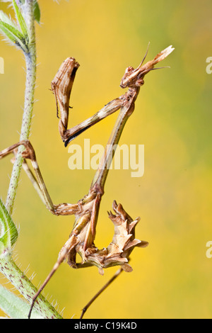 Nahaufnahme einer weiblichen Empusa Pennata Insekt. Stockfoto