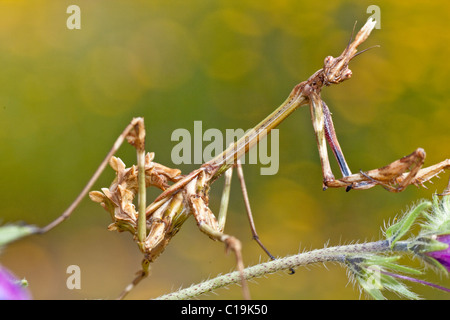 Nahaufnahme einer weiblichen Empusa Pennata Insekt. Stockfoto