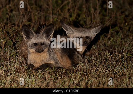 Stock Foto von zwei bat eared Fuchs sitzen durch ihren Schlupfwinkel im Morgengrauen. Stockfoto