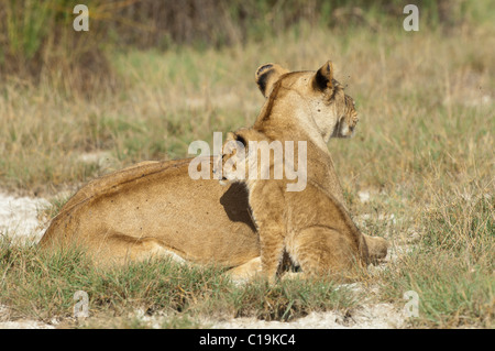 Stock Foto von einem kleinen Löwenjunges sitzt neben ihrer Mutter. Stockfoto