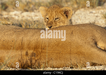 Stock Foto von einer Lion Cub spähen über ihre Mutter wieder beim Stillen. Stockfoto