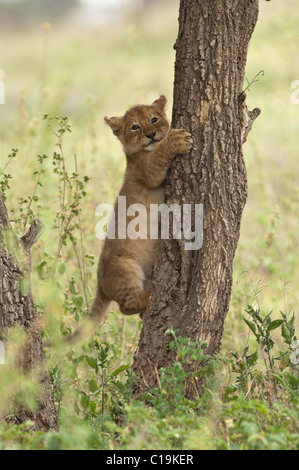 Stock Foto von ein Löwenjunges, einen Baum zu klettern. Stockfoto