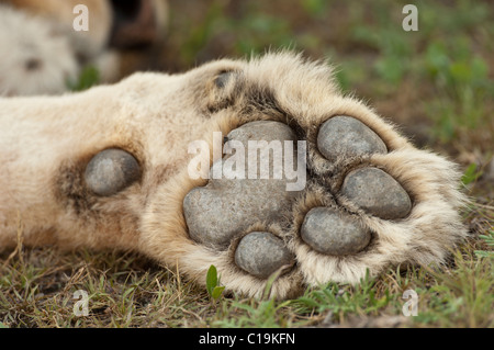 Stock Foto von der Pfote eine Löwin. Stockfoto