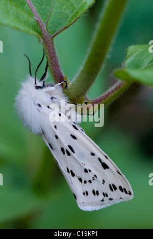 Weiße Hermelin Motte auf einem Pflanzenstängel. Stockfoto