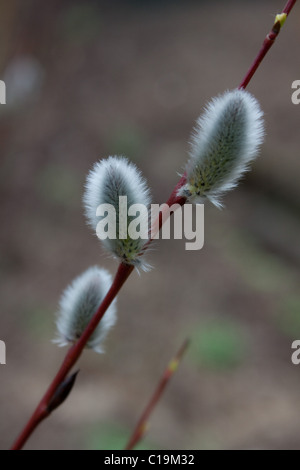Salix Acutifolia "Blue Streak" Weide Stockfoto