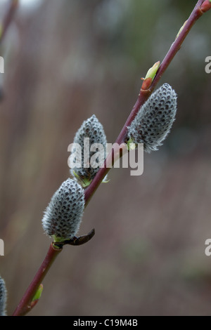 Salix Acutifolia "Blue Streak" Weide Stockfoto