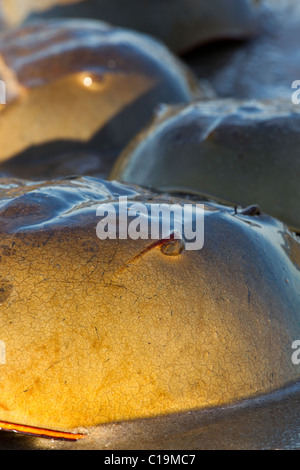 Pfeilschwanzkrebse am Strand, das Laichen im Sand, Delaware, USA Stockfoto