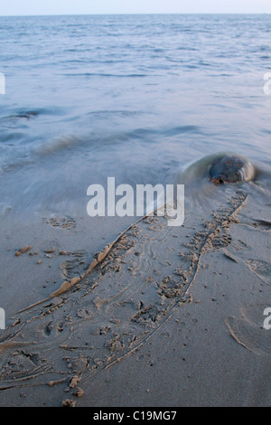 Horseshoe Crab am Strand, kehrt zurück zum Ozean nach dem Laichen in Sand, Delaware, USA Stockfoto