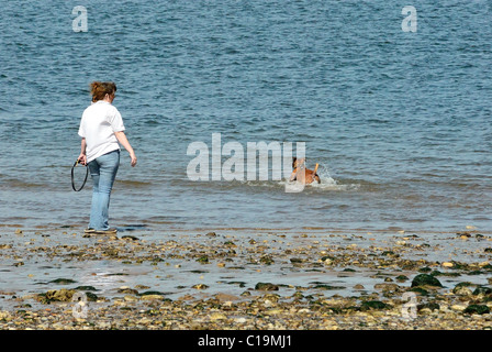 Eine junge Dame, die ein Hund an einem Strand der Hund ist im Meer und es ist ein Staffordshire Bull terrier Stockfoto