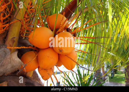 Kokosnüsse in Palme Reife gelbe Farbe orange Früchte Stockfoto