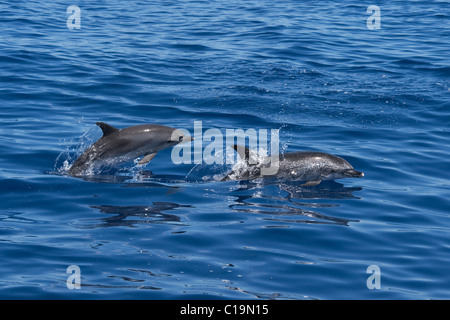 Atlantic Spotted Dolphins (Stenella Frontalis) erwachsenen Weibchen und Kalb Porpoising. Azoren, Atlantik. Stockfoto