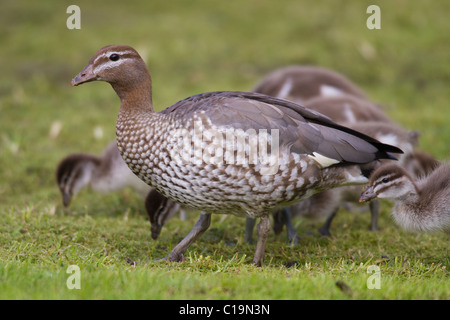 weibliche Mähne Ente (Chenonetta Jubata) mit ihren Küken Stockfoto