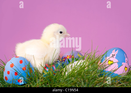 Entzückende Neugeborene Osterküken Gras mit Hand gemalte bunte Ostereier, lila Hintergrund Stockfoto