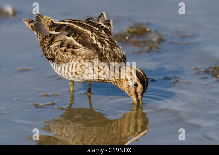 Bekassine (Gallinago Gallinago) Fütterung im seichten Wasser Stockfoto