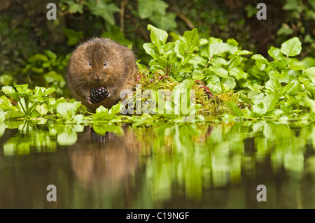 Wasserwühlmaus (Arvicola amphibius), die Brombeere am Rand des Narren Wasser Kresse Bett, Kent, Großbritannien Stockfoto