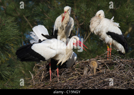 Weißstorch (Ciconia Ciconia) Anzeige auf seinem Nest beobachtet von einem anderen paar Störche Stockfoto