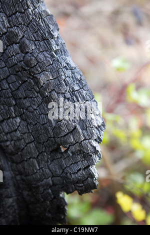 Detail der Holzkohle verbrannt Wald nach Brandkatastrophe Stockfoto