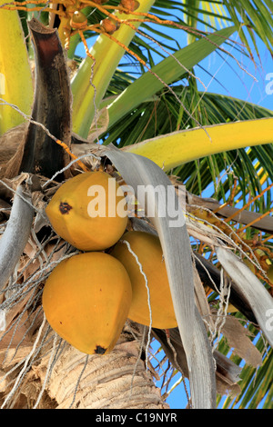 Kokosnüsse Palm Tree ausführlich im tropischen Strand Stockfoto