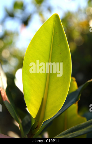 Mangrove Blatt Pflanze Baum Detail Makro in Mexiko Stockfoto