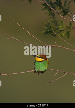 Bienenfresser Merops Apiaster Spanisch Steppen Spanien Mai Stockfoto