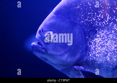 Fisch Piranha Makro Gesicht Detail Blau Wasser Hintergrund Stockfoto