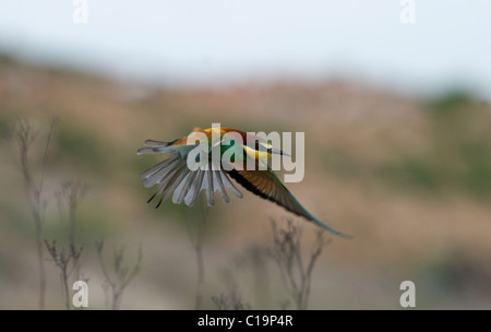 Bienenfresser Merops Apiaster Spanisch Steppen Spanien Mai Stockfoto