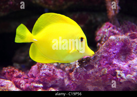 Gelbe Hawaiian Tang Segelkärpflinge Doktorfisch auf lila Riff Stockfoto