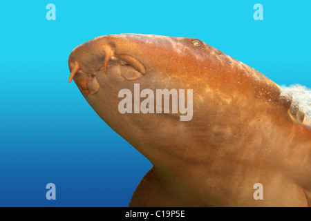 Nurse Shark Gata Nodriza Ginglymostoma Cirratum in blauem Hintergrund Stockfoto