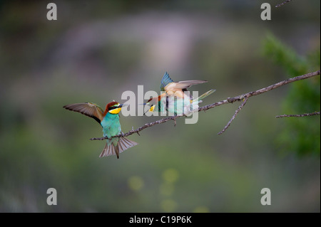 Bienenfresser Merops Apiaster Spanisch Steppen Spanien Mai Stockfoto