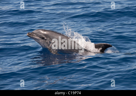 Gemeinsame große Tümmler (Tursiops Truncatus) erwachsenen Tier Porpoising. Azoren, Atlantik. Stockfoto