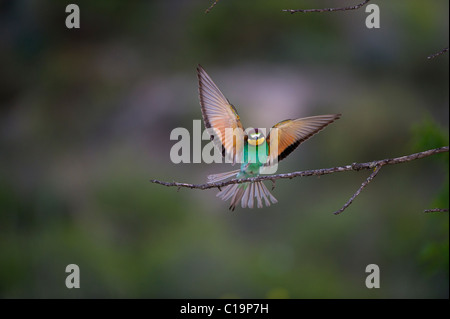 Bienenfresser Merops Apiaster Spanisch Steppen Spanien Mai Stockfoto