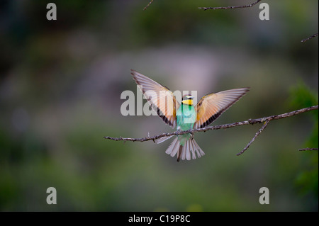 Bienenfresser Merops Apiaster Spanisch Steppen Spanien Mai Stockfoto