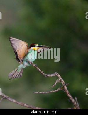 Europäische Bienenfresser Merops Aplaster Spanien Juni Stockfoto