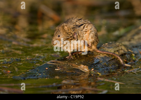 Schermaus (Arvicola amphibischen), in einem Wurf gefüllt Entwässerungsgraben. Kent, UK Stockfoto