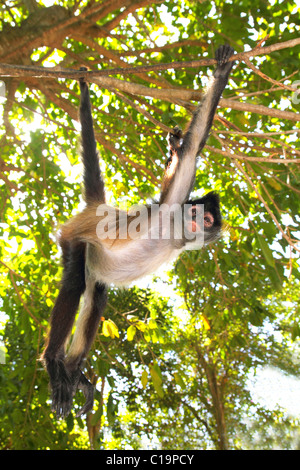 Ateles Geoffroyi Vellerosus Klammeraffe Mittelamerika Dschungel Stockfoto