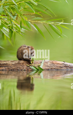 Wasserwühlmaus (Arvicola amphibius), die auf Weiden füttert, Kent, Großbritannien Stockfoto