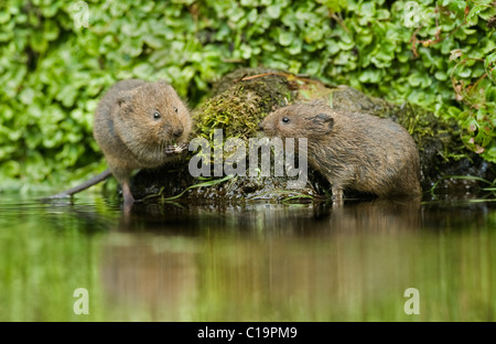 Junge Wasserwühlmäuse (Arvicola amphibius), Kent, Großbritannien Stockfoto