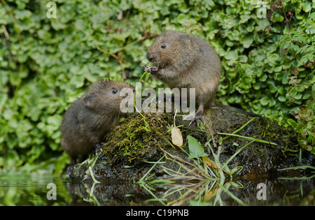 Junge Wasserwühlmäuse (Arvicola amphibius), Kent, Großbritannien Stockfoto