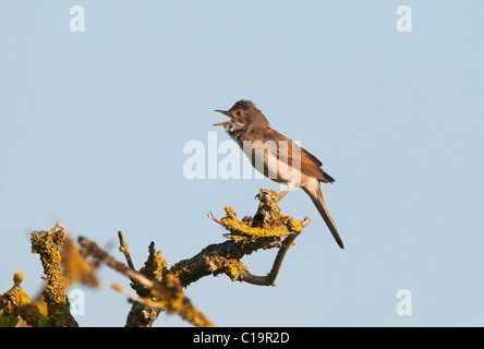 Whitethroat Sylvia Communis im Lied Norfolk Frühling Stockfoto