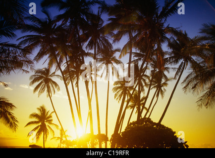 Sonnenuntergang mit Kokosnuss-Palmen, Hawaii Stockfoto