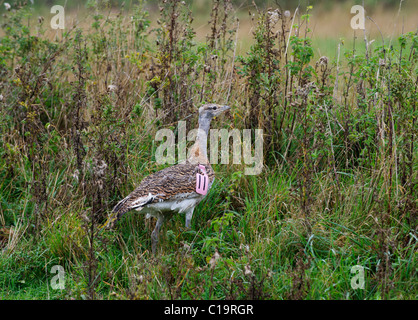 Großen Bustard Otis Tarda individuelle hat soeben auf Salisbury Plain Wiltshire durch große Trappen Gruppe September 2010 Stockfoto