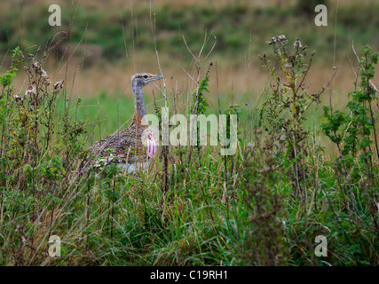 Großen Bustard Otis Tarda individuelle hat soeben auf Salisbury Plain Wiltshire durch große Trappen Gruppe September 2010 Stockfoto