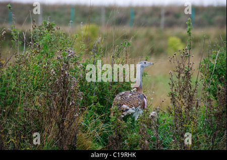 Großen Bustard Otis Tarda individuelle hat soeben auf Salisbury Plain Wiltshire durch große Trappen Gruppe September 2010 Stockfoto