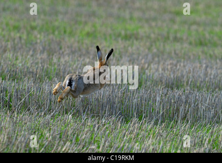 Braune Hare Lepus Europaeus Stoppeln Lincolnshire UK Herbst quer Stockfoto