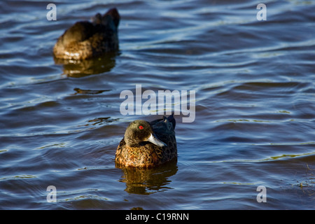 Graue Krickenten Anas Gracilis paddeln und schlafen auf der Lagune Stockfoto